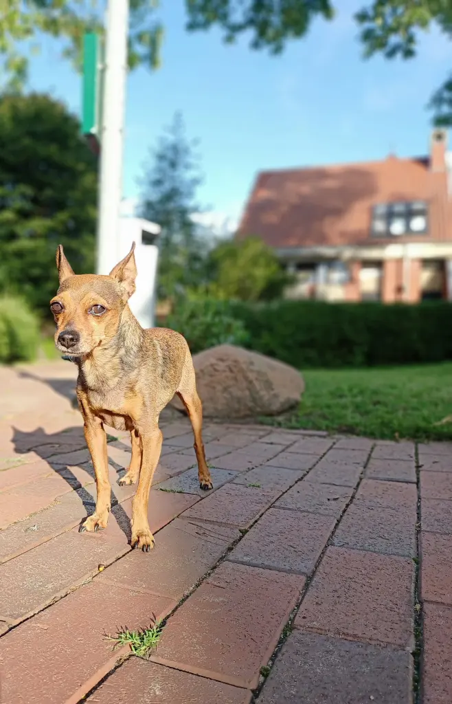 Image from Stinkepup