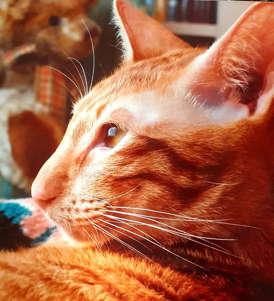 Image from Weasley