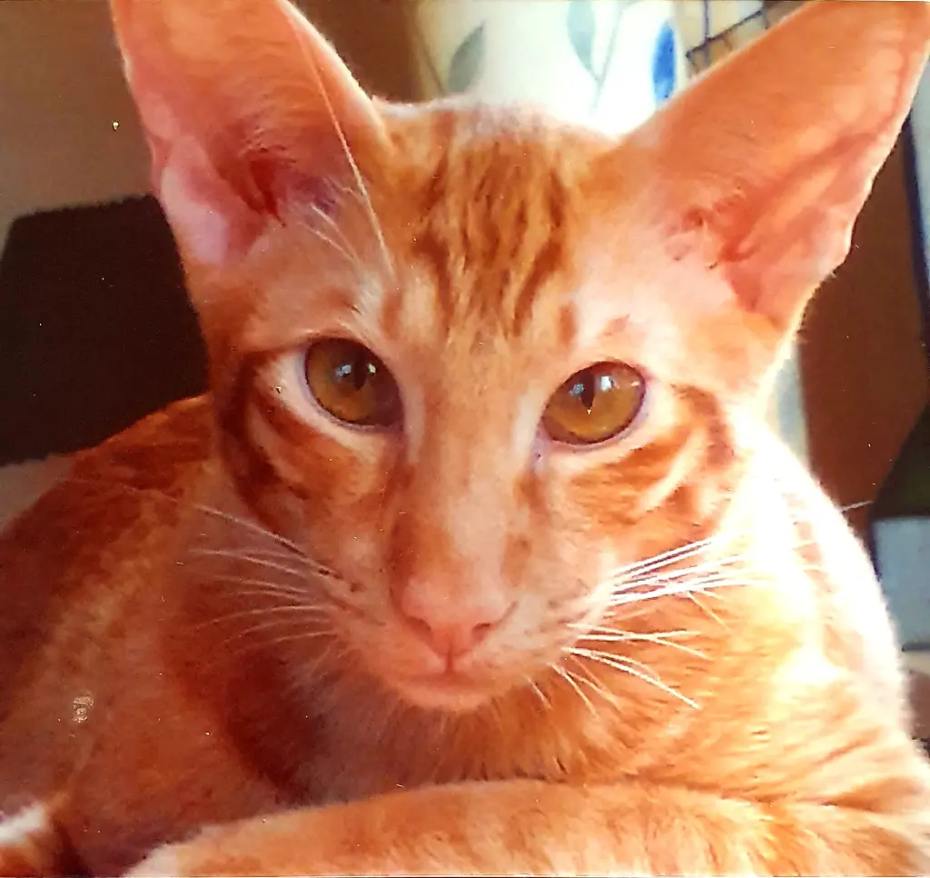 Image from Weasley