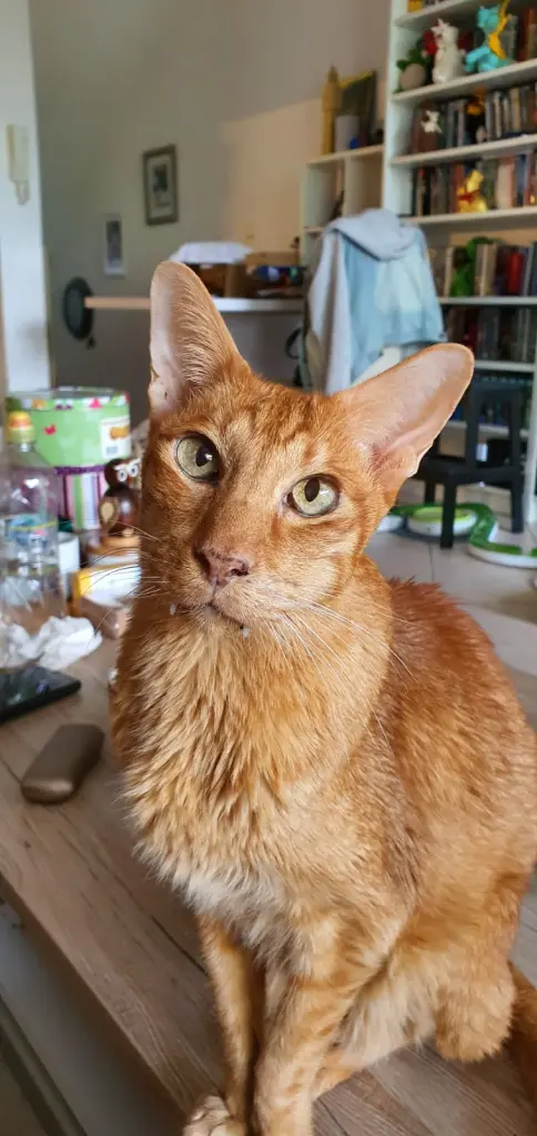 Image from Weasley