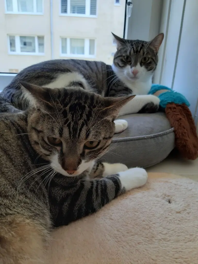 Andachtsbild von Tanja mit Timmy im Herzen 