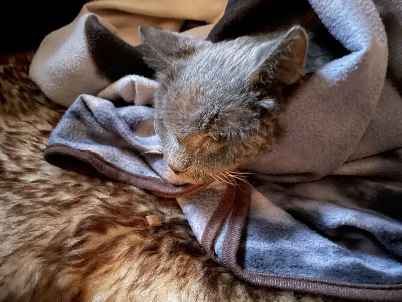 Andachtsbild von Aija 