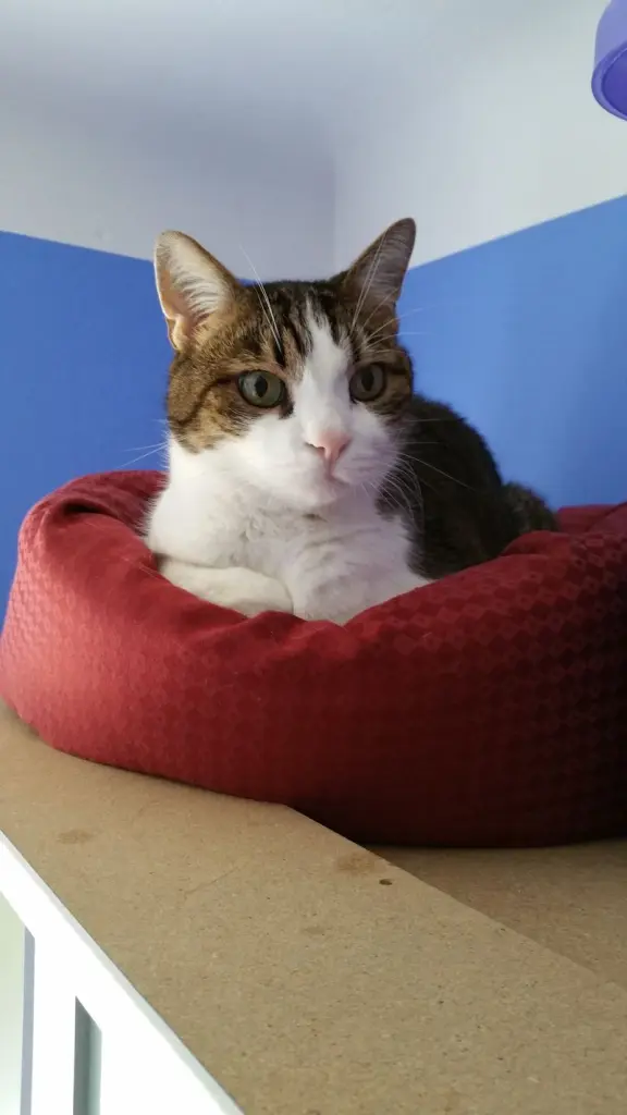 Andachtsbild von Post von Timmy an Silvia