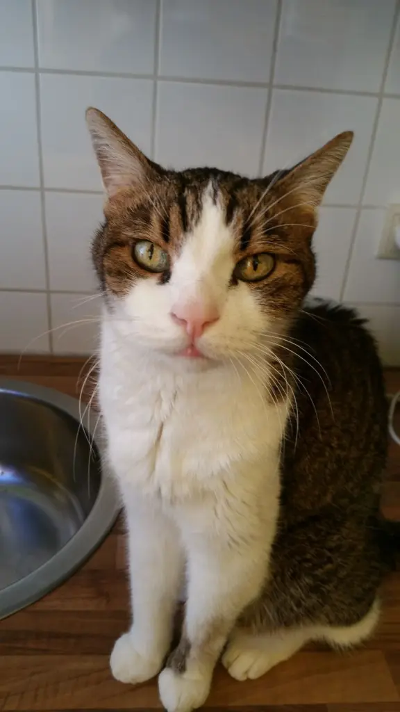 Andachtsbild von Post von Timmy an Silvia