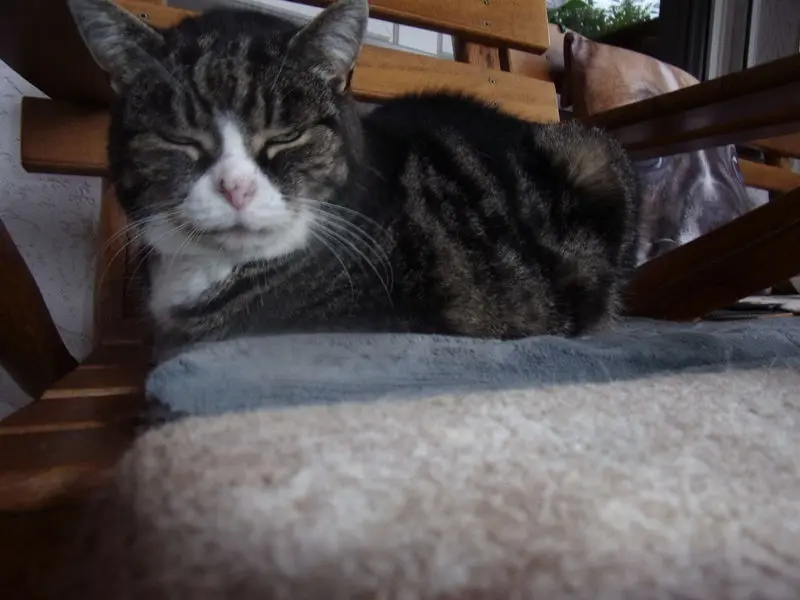 Andachtsbild von Irmi mit Mio u. Minki und Garry tief im Herzen