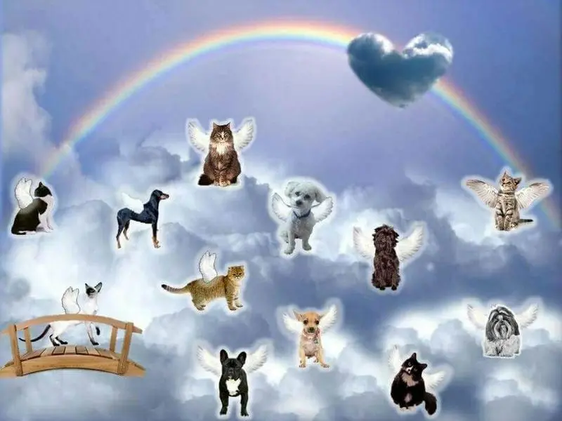 Andachtsbild von Post von Tanja an Gatita und Silvia