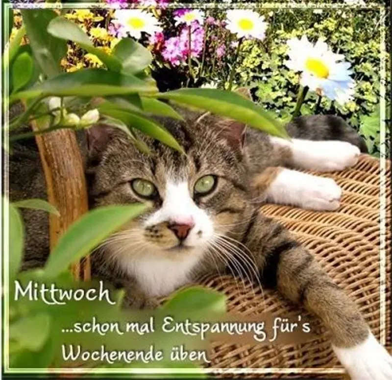 Andachtsbild von Post von Gatita und Timmy an Silvia 