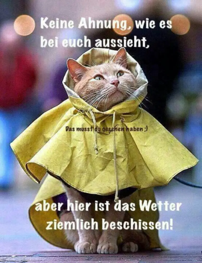 Andachtsbild von Post von Gatita und Timmy an Silvia 