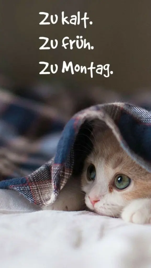 Andachtsbild von Post von Gatita und Timmy an Silvia 