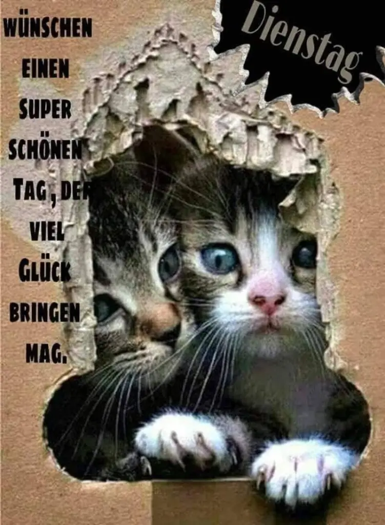 Andachtsbild von Post von Gatita und Timmy an Silvia 