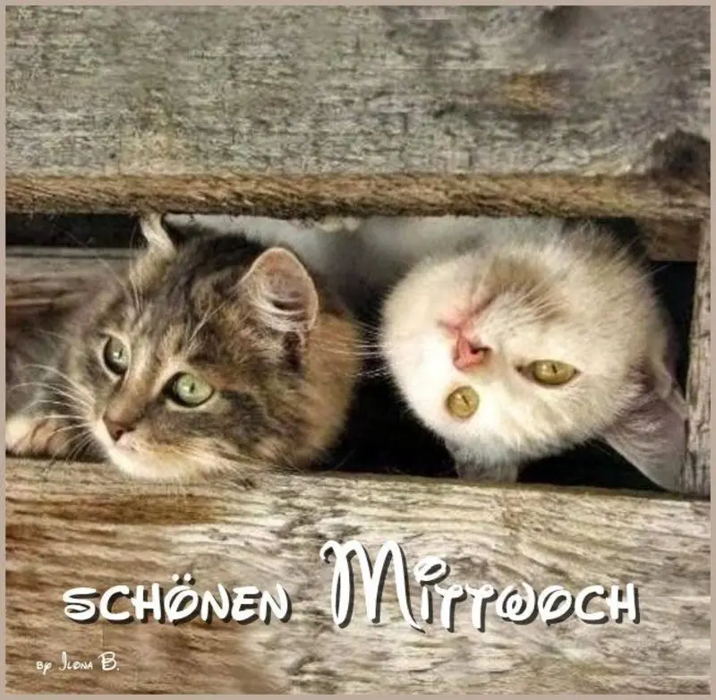 Andachtsbild von Post von Gatita und Timmy an Silvia 