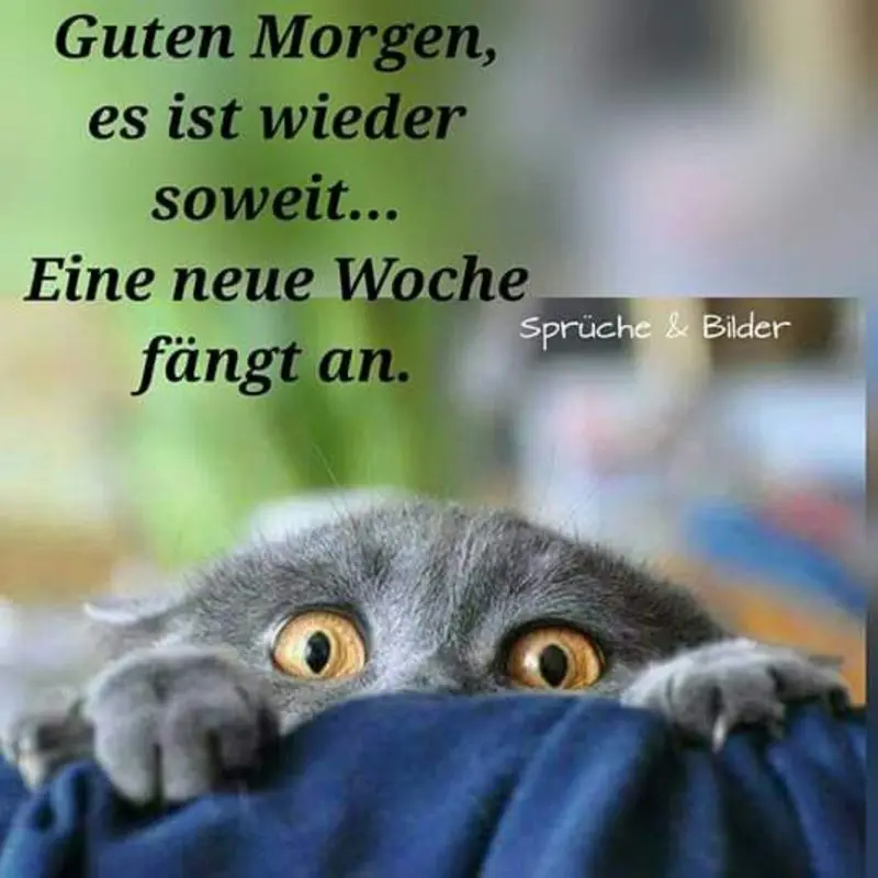 Andachtsbild von Post von Gatita und Timmy an Silvia 