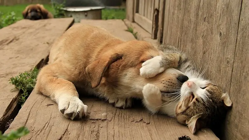 Andachtsbild von Post von Gatita, Timmy und Schnuffi an Silvia