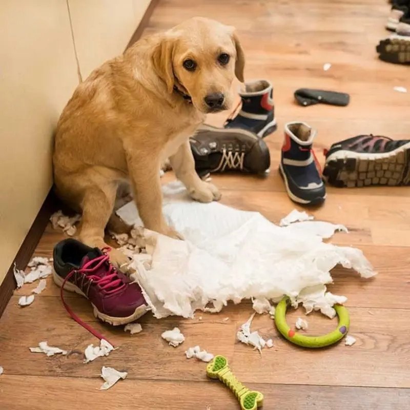 Andachtsbild von Post von Gatita, Schnuffi und Timmy an Silvia