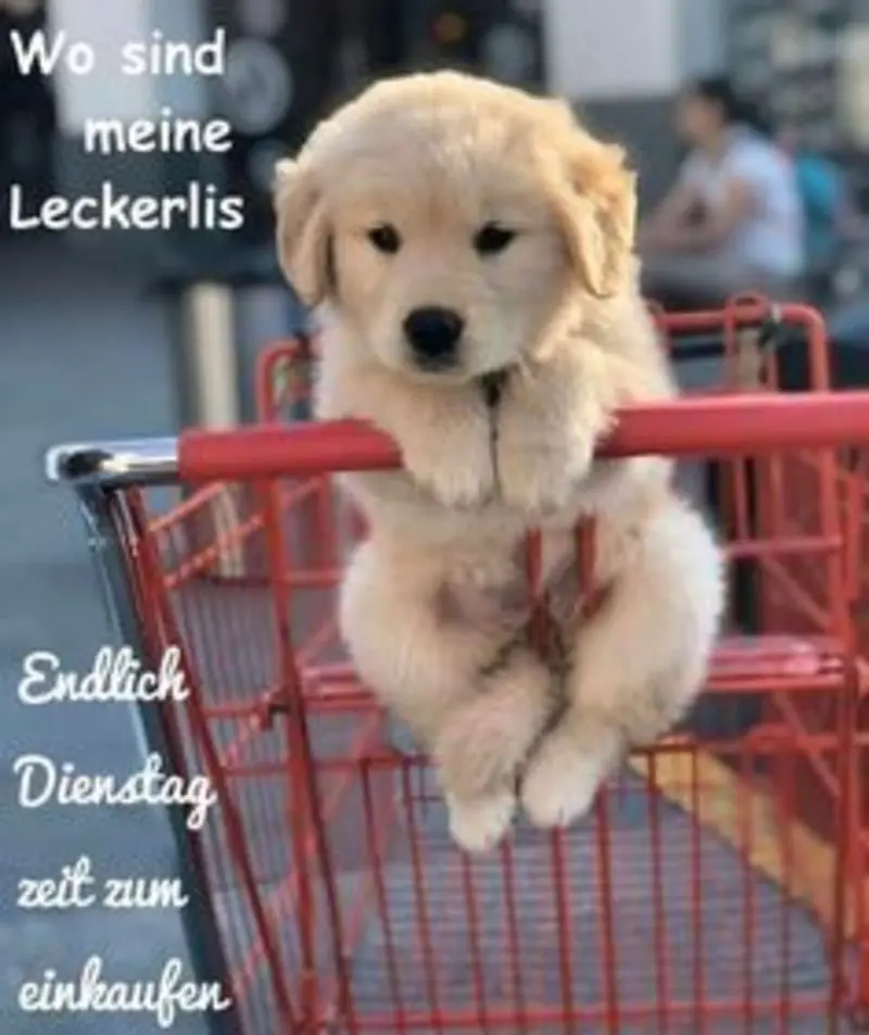 Andachtsbild von Post von Gatita, Schnuffi und Timmy an Silvia