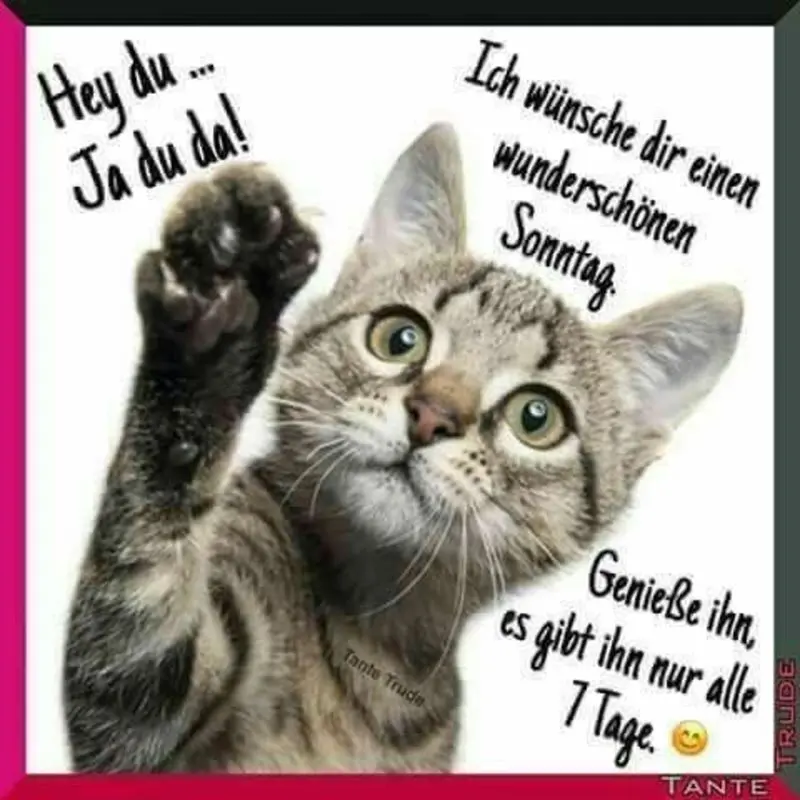 Andachtsbild von Post von Gatita, Schnuffi und Timmy an Silvia 