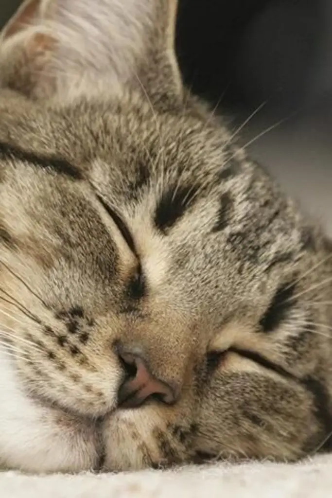 Andachtsbild von Post von Gatita 