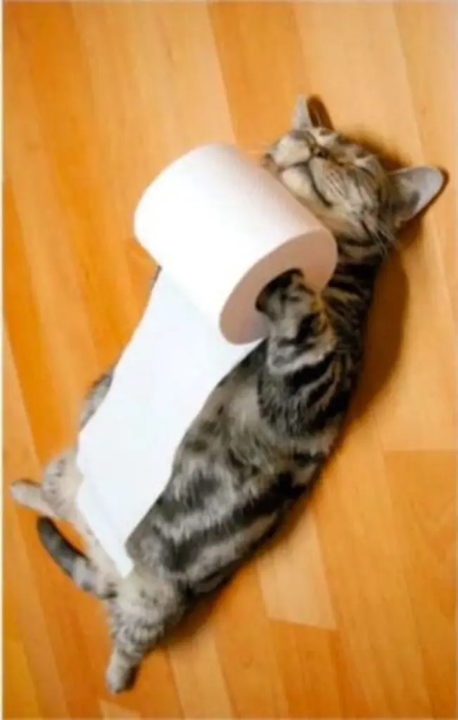 Andachtsbild von Post von Gatita, Schnuffi und Timmy an Silvia 