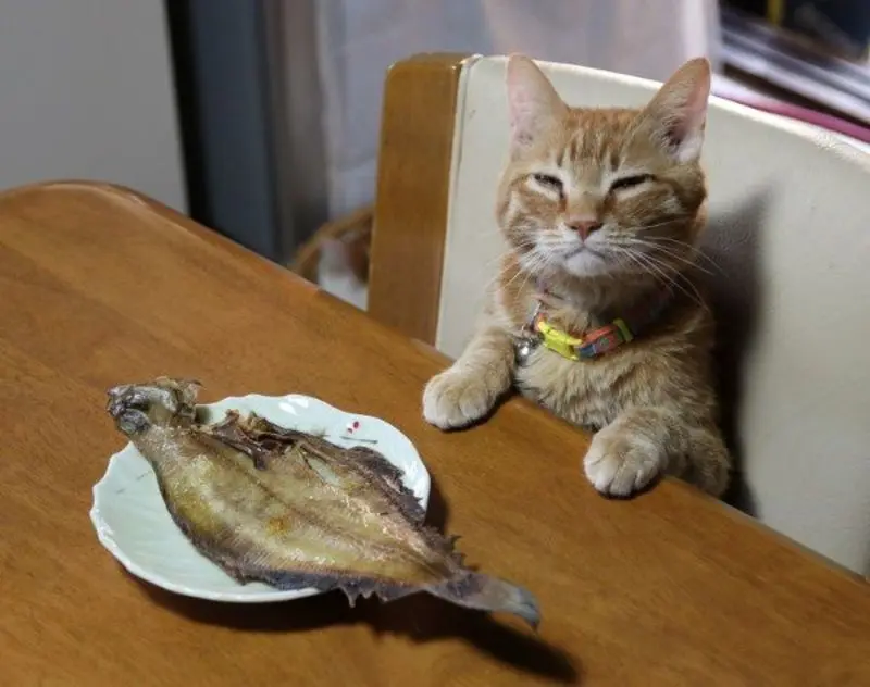 Andachtsbild von Post von Gatita, Schnuffi und Timmy an Silvia