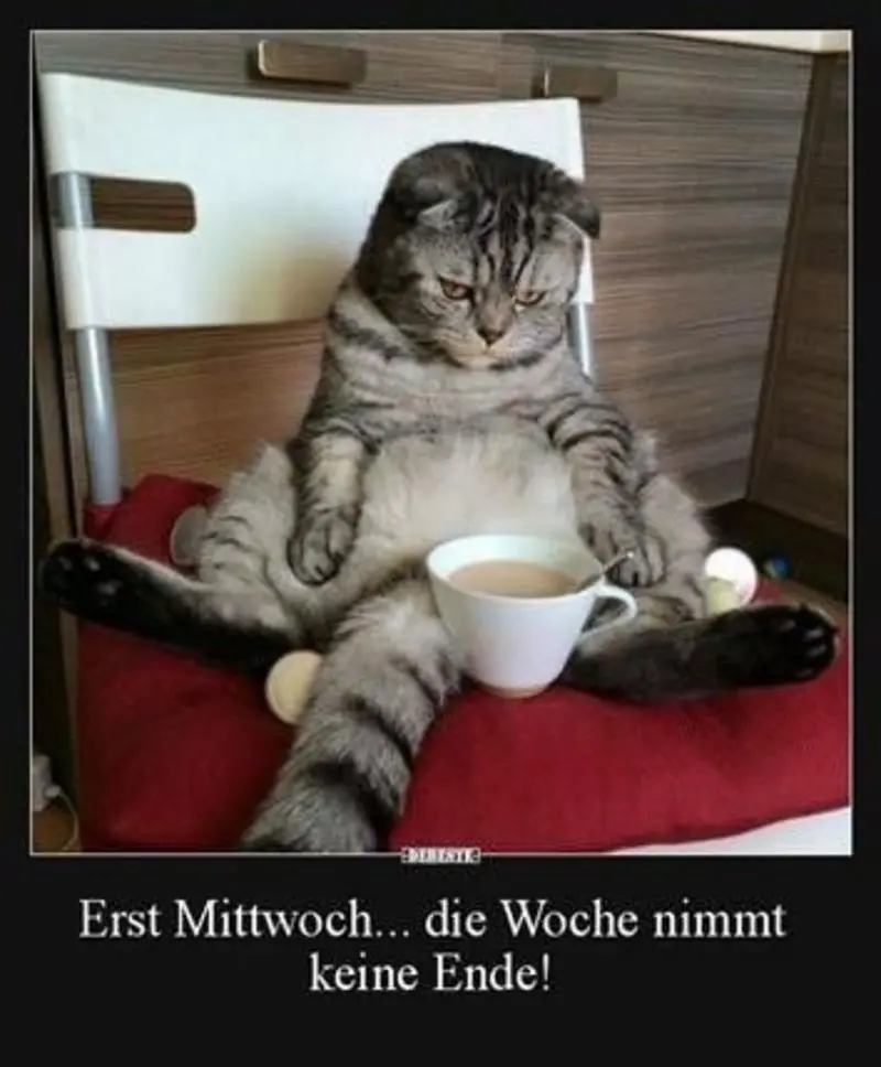 Andachtsbild von Post von Gatita, Schnuffi und Timmy an Silvia 