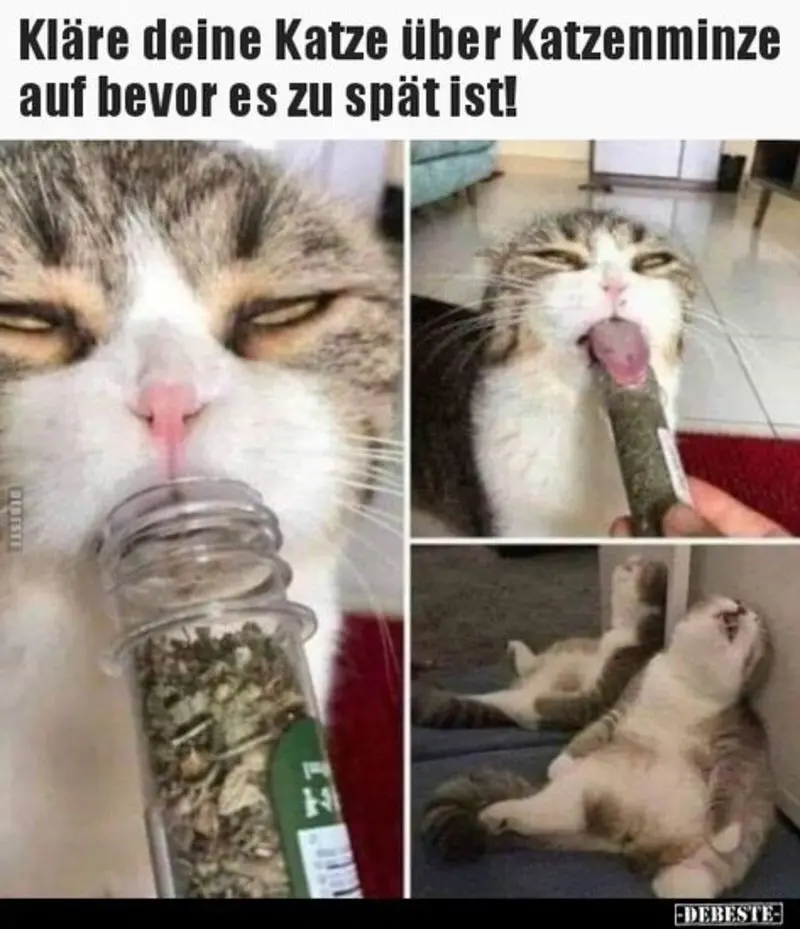 Andachtsbild von Post von Gatita, Schnuffi und Timmy an Silvia 