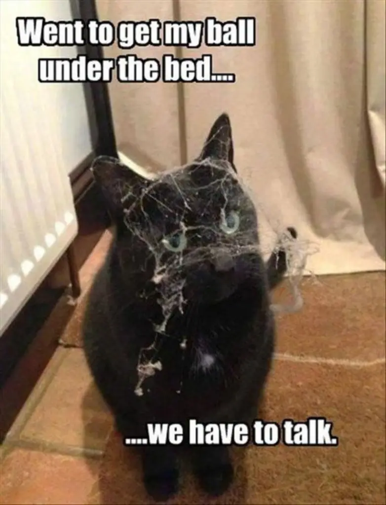 Andachtsbild von Post von Gatita, Schnuffi und Timmy an Silvia 