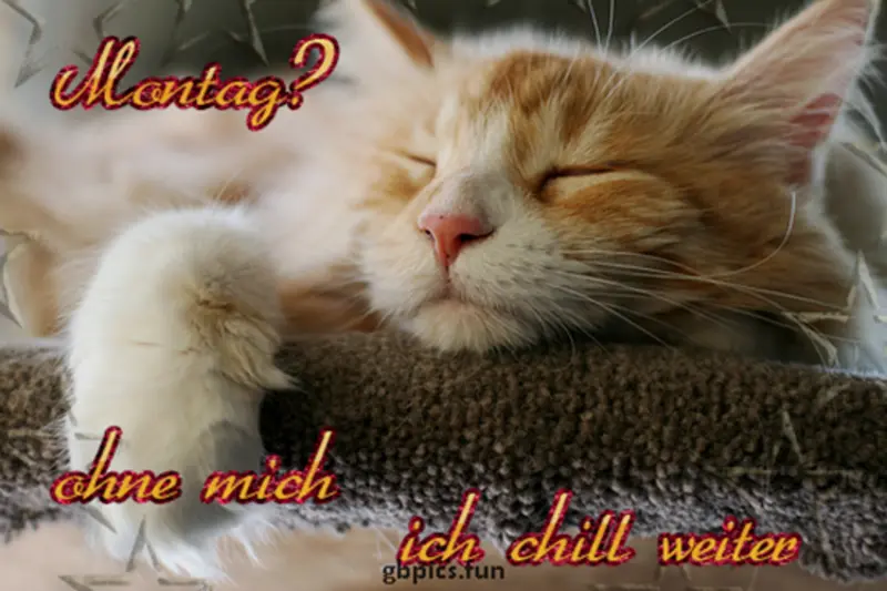 Andachtsbild von Post von Gatita, Schnuffi und Timmy an Silvia 