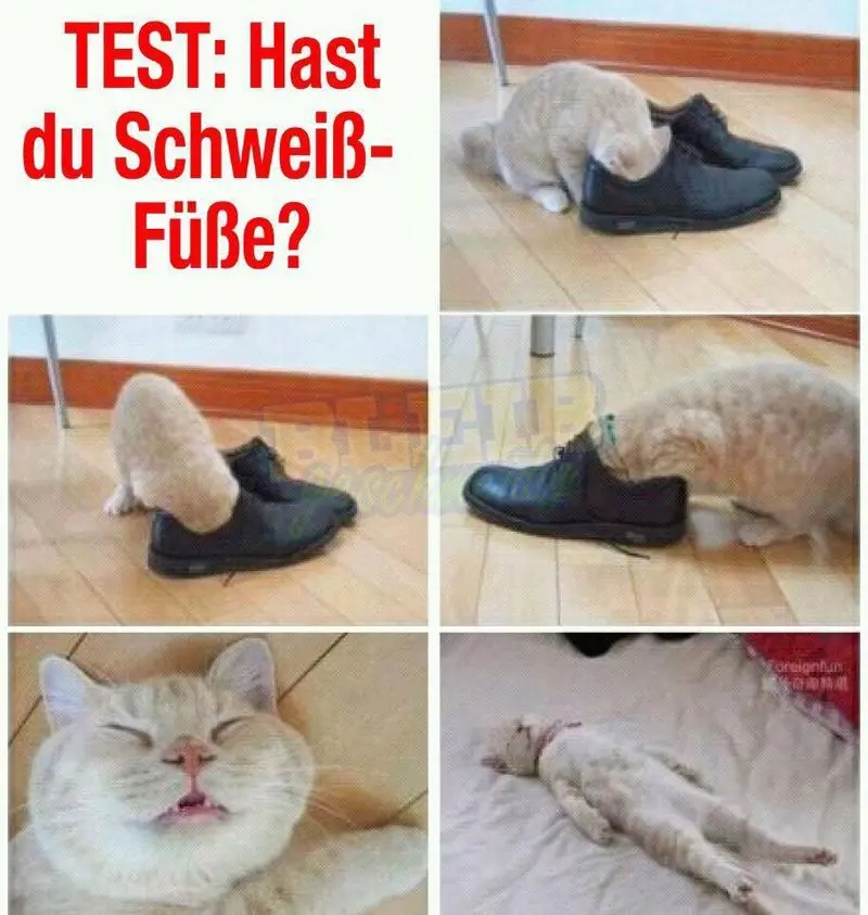 Andachtsbild von Post von Gatita, Schnuffi und Timmy an Silvia 
