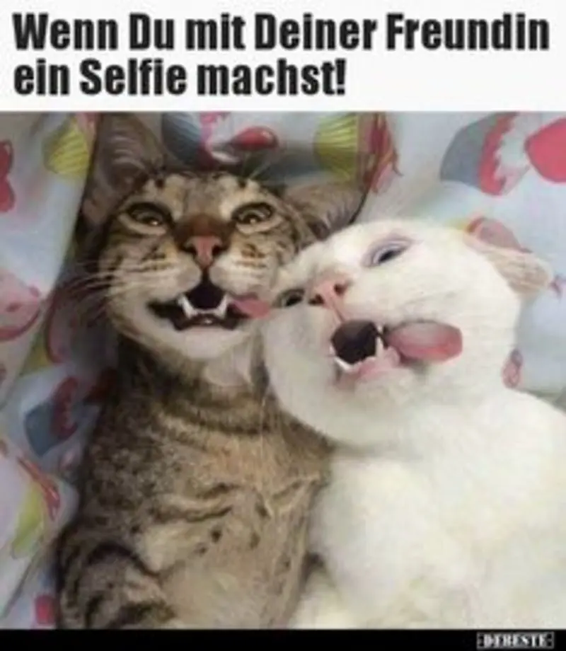 Andachtsbild von Post von Gatita, Schnuffi, Mausi  und Timmy an Silvia 