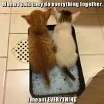 Andachtsbild von Post von Gatita, Schnuffi, Mausi und Timmy an Silvia 