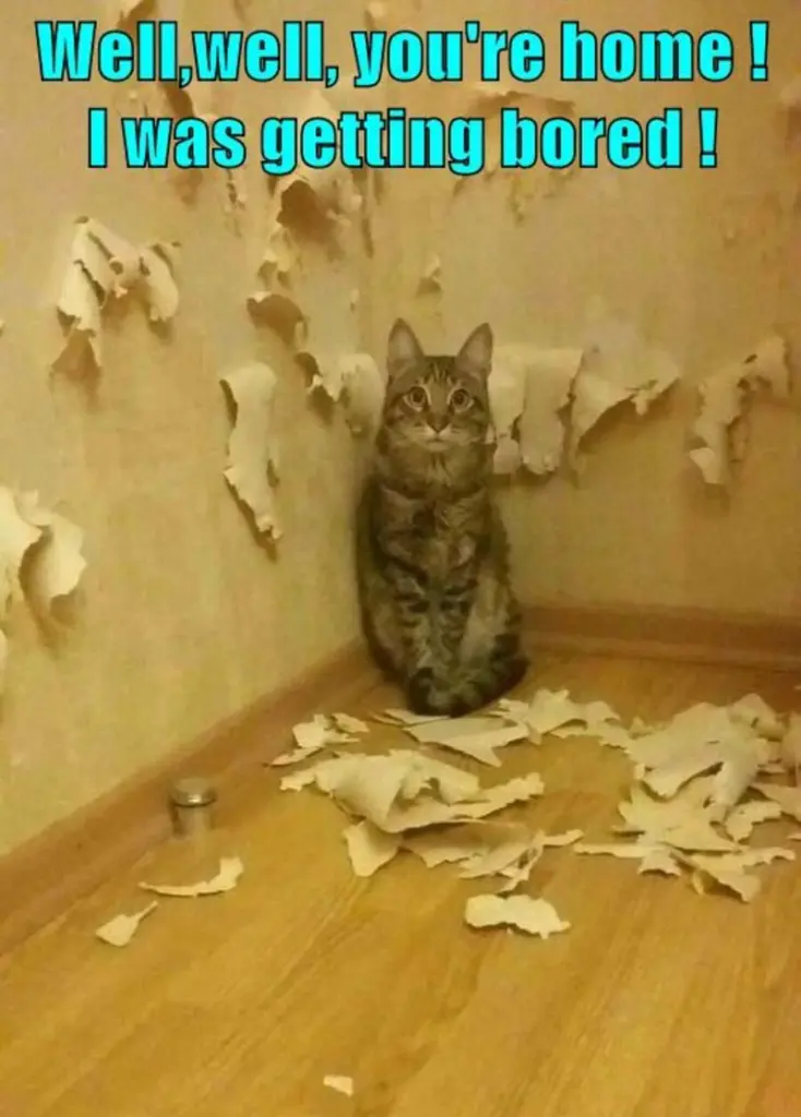 Andachtsbild von Post von Gatita, Schnuffi, Mausi und Timmy an Silvia 