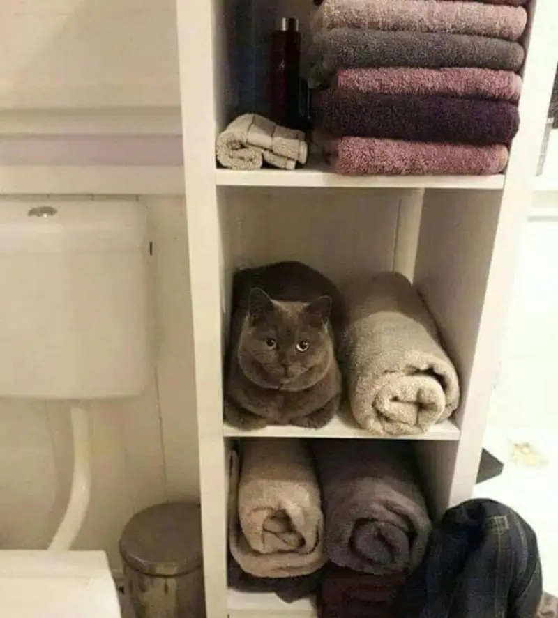 Andachtsbild von Post von Gatita, Schnuffi, Mausi und Timmy an Silvia 