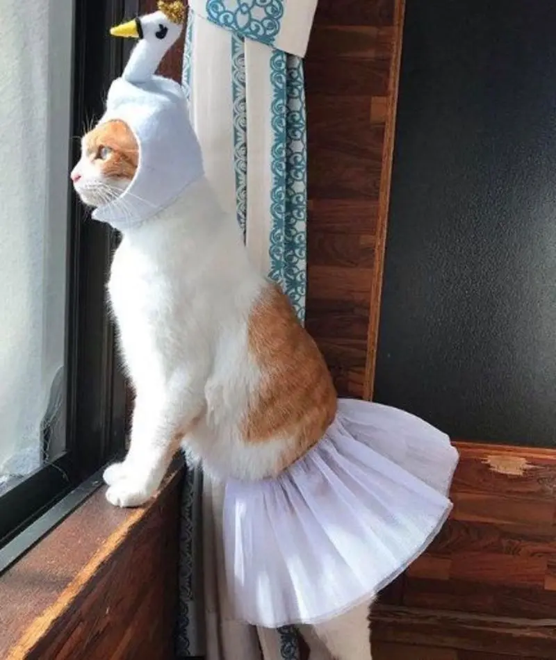 Andachtsbild von Post von Gatita, Schnuffi, Mausi und Timmy an Silvia 