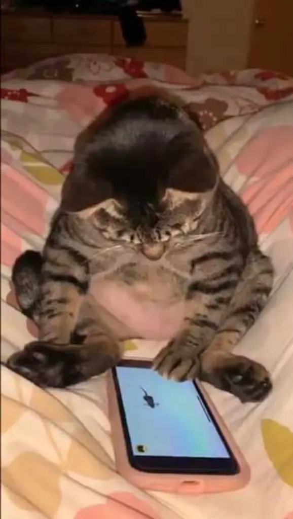 Andachtsbild von Post von Gatita, Schnuffi, Mausi und Timmy an Silvia 