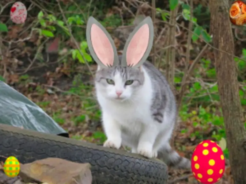 Andachtsbild von Post von Timmy an Katzenmutti Silvia 