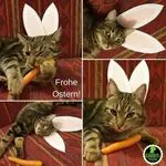 Andachtsbild von Post von Gatita, Schnuffi, Mausi und Timmy an Silvia 