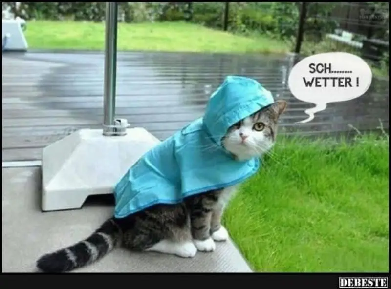 Andachtsbild von Post von Gatita, Schnuffi, Mausi und Timmy an Silvia 