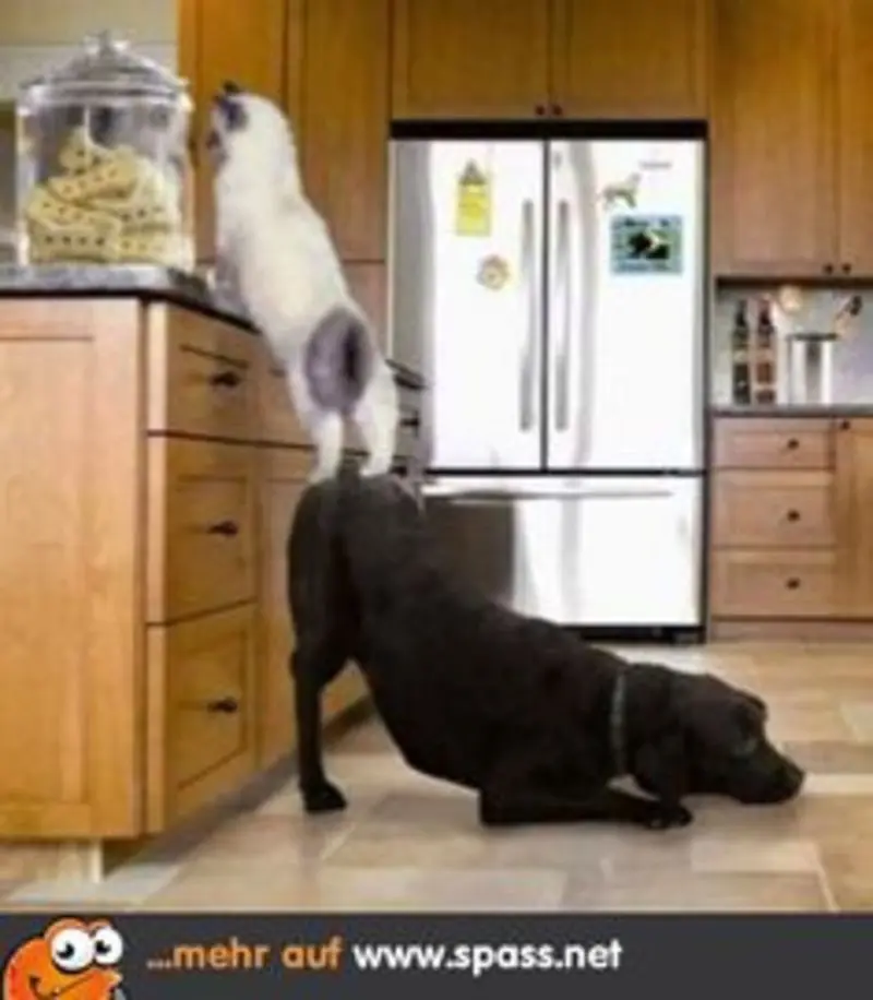 Andachtsbild von Post von Gatita, Schnuffi, Mausi und Timmy an Silvia 