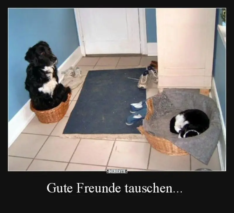 Andachtsbild von Post von Gatita, Schnuffi, Mausi und Timmy an Silvia 
