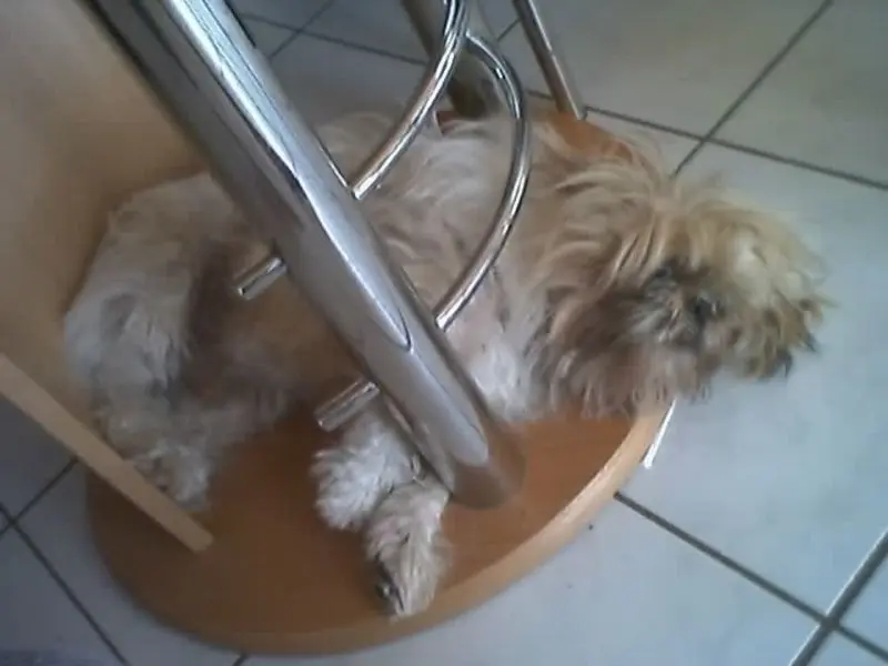 Andachtsbild von sabina mit sharky