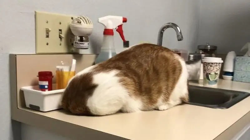 Andachtsbild von Post von Gatita, Schnuffi, Mausi und Timmy an Silvia 