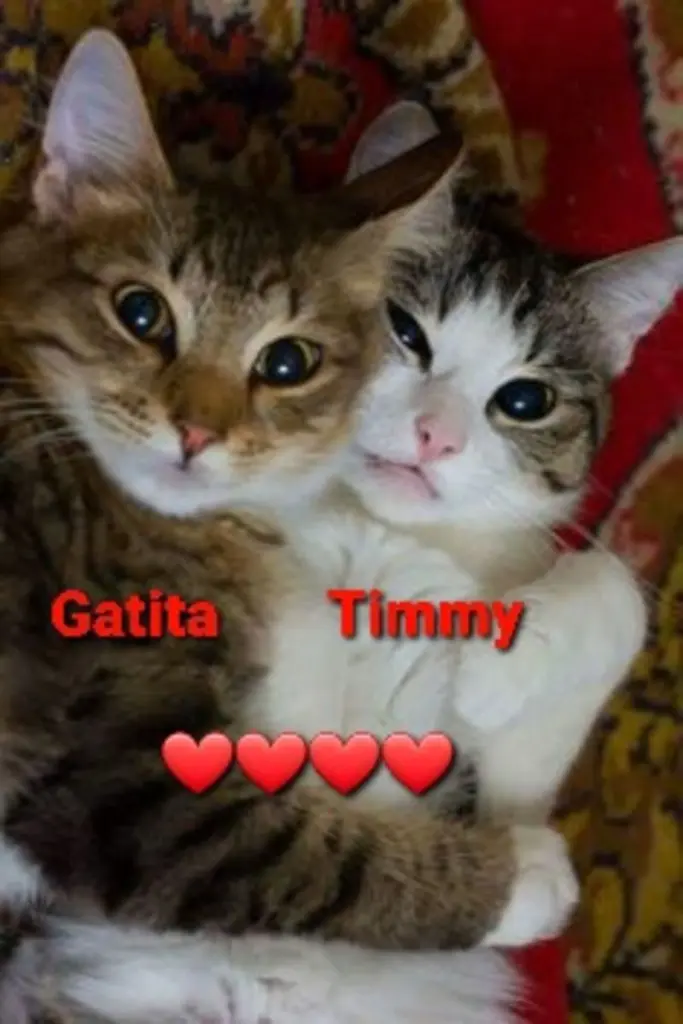Andachtsbild von Post von Gatita, Schnuffi, Mausi und Timmy an Silvia 