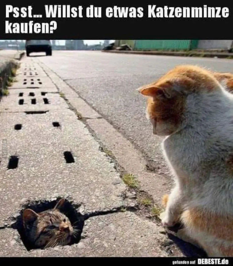 Andachtsbild von Post von Gatita, Schnuffi, Mausi und Timmy an Silvia 