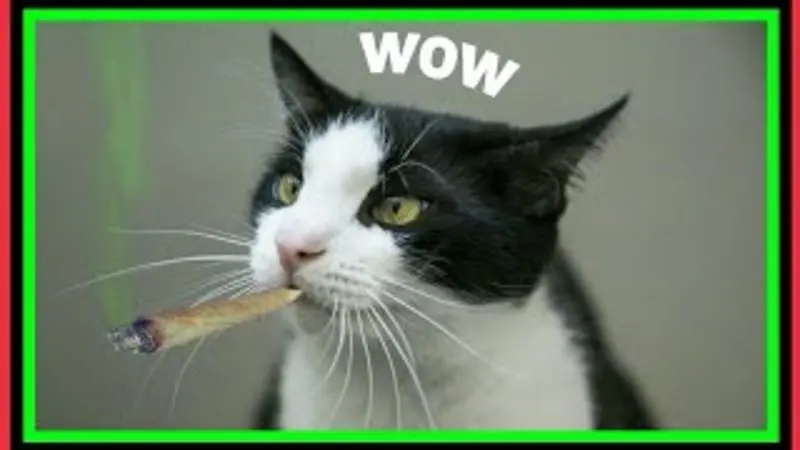 Andachtsbild von Post von Gatita, Schnuffi, Mausi und Timmy an Silvia 