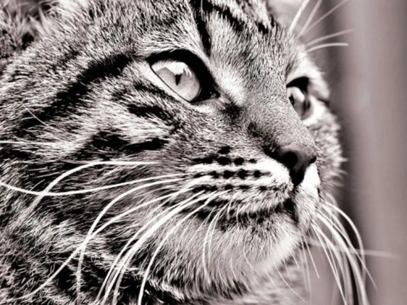 Andachtsbild von Post von Gatita an Katzenmutti Silvia 