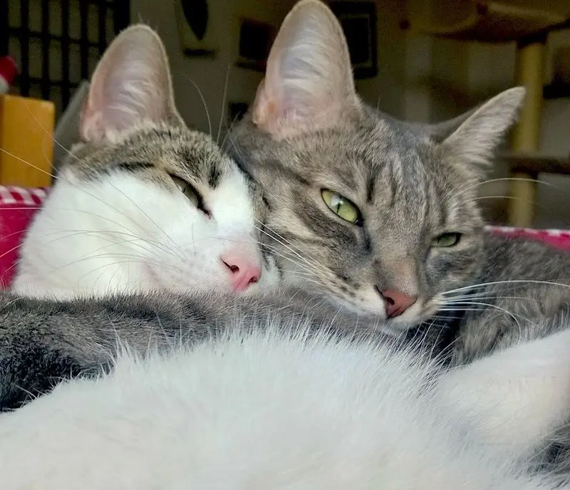 Andachtsbild von Post von Timmy an Silvia