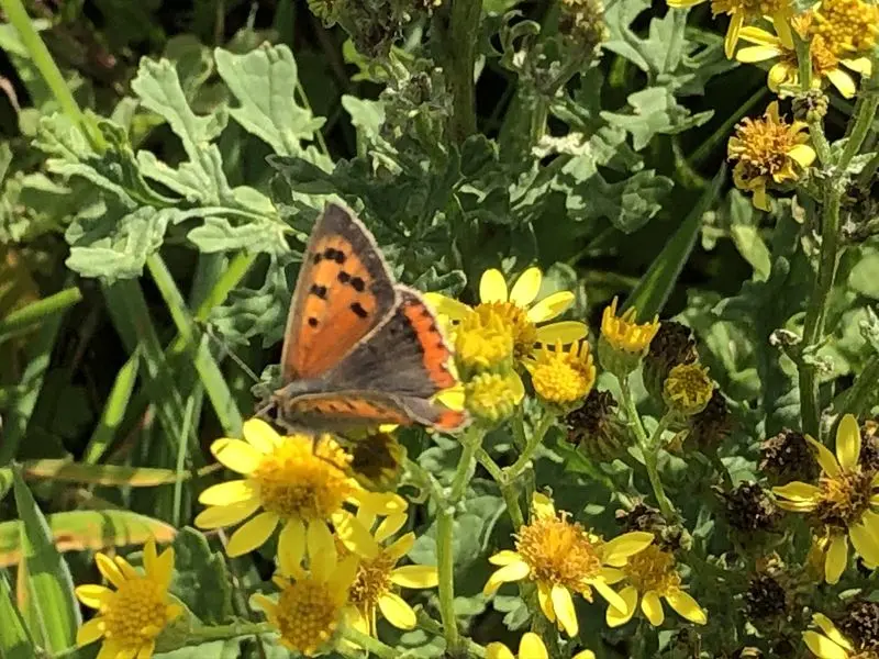 Andachtsbild von Bianca