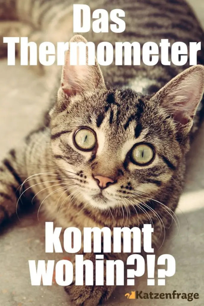 Andachtsbild von Post von Gatita, Schnuffi, Mausi und Timmy an Silvia 