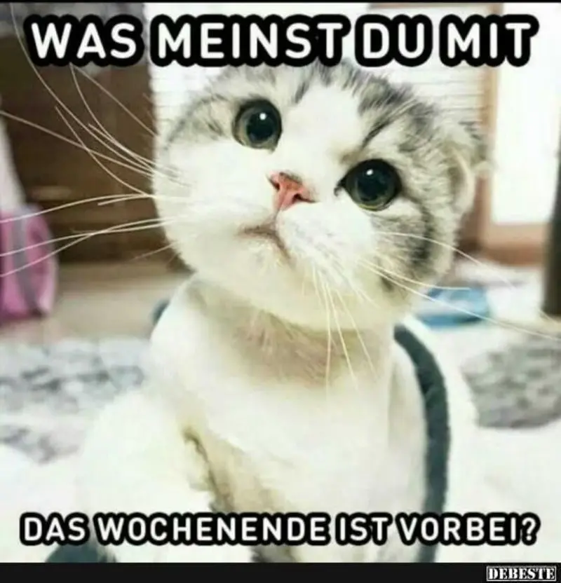 Andachtsbild von Post von Gatita, Schnuffi, Mausi und Timmy an Silvia 