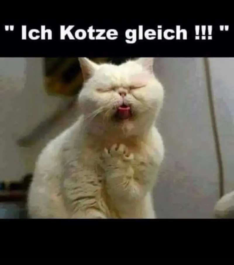 Andachtsbild von Post von Gatita, Schnuffi, Mausi und Timmy an Silvia 